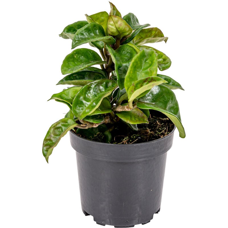 Bloomique - Hoya 'Krinkle' par pièce - Kamerplant en kwekerspot 10 cm - 15 cm - Green