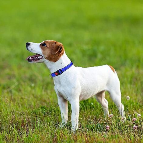 Hundehalsband, klassisches, verstellbares, reflektierendes Nylonhalsband mit weicher, atmungsaktiver Netzpolsterung für kleine Hunde, Blau