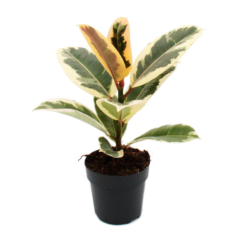 Exotenherz - Hévéa blanc - Ficus elastica Tineke - Pot 11cm