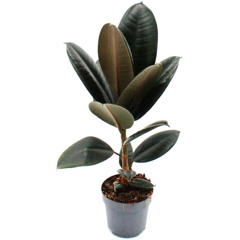 Exotenherz - Hévéa - Ficus elastica Abidjan - Pot 11cm