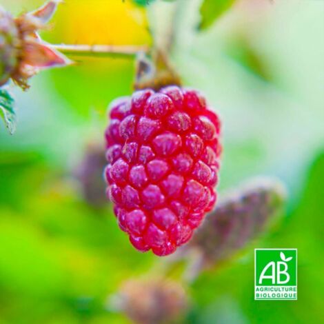 Hybride Mûrier/Framboisier 'Loganberry' BIO