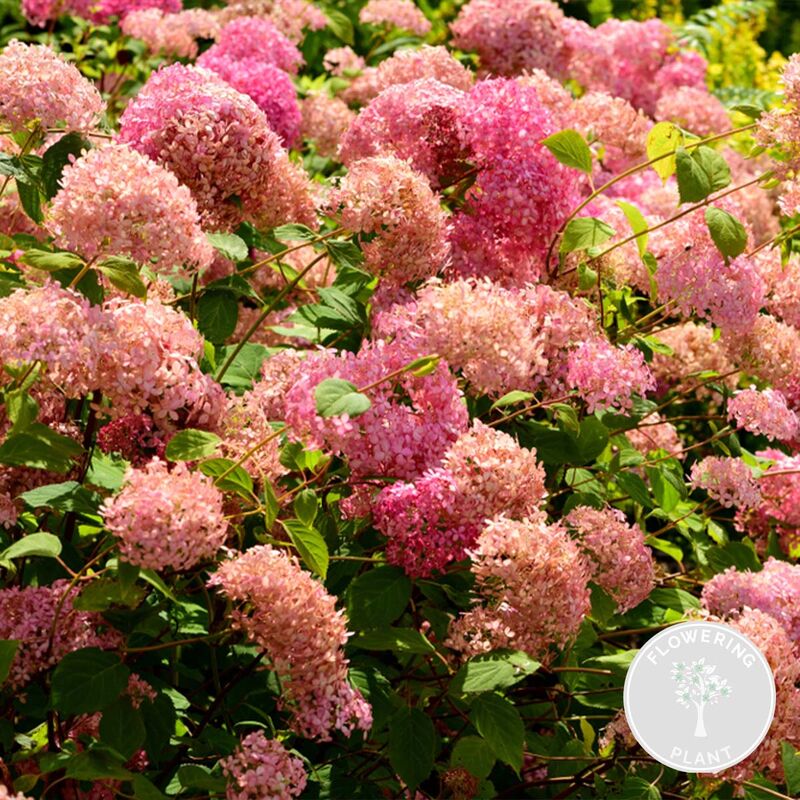 Bloomique - Hortensia arborescens 'Pink Annabelle' - Hortensia - Arbuste - Rustique – ⌀19 cm - ↕40-50 cm