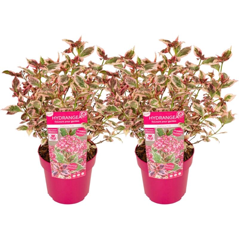 Plant In A Box - Hydrangea 'Euphorbia Pink' - lot de 2 - Hortensia - ⌀19cm - Hauteur 40-50 cm - Rose