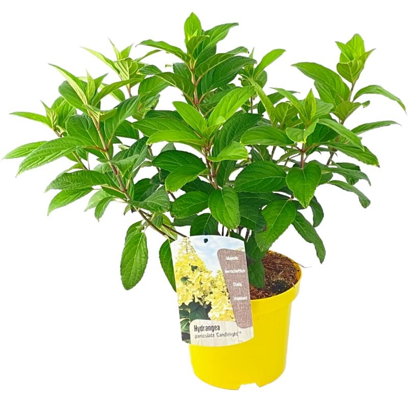 Plant In A Box - Hydrangea 'Candlelight' - Hortensia - ⌀19cm - Hauteur 25-40 cm - Jaune