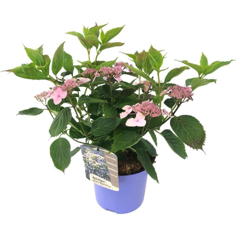 Plant In A Box - Hydrangea 'Magic Pillow' - Hortensia - ⌀19cm - Hauteur 25-40 cm