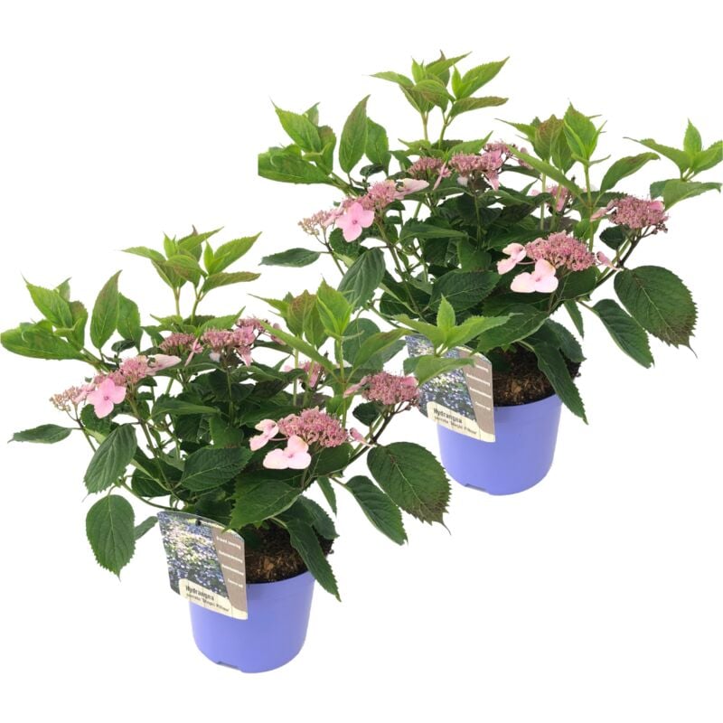 Plant In A Box - Hydrangea 'Magic Pillow' - Set de 2 - Hortensia - ⌀19cm - Hauteur 25-40 cm