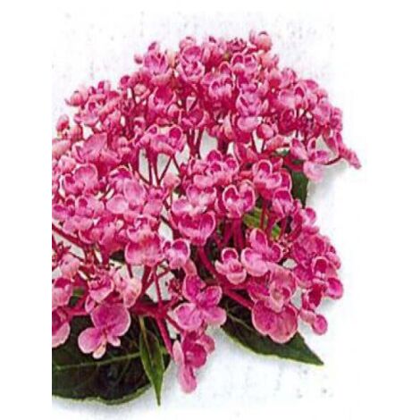 Hydrangea macrophylla 'Ayesha' Pot de 2L/3L, 5/6 branches
