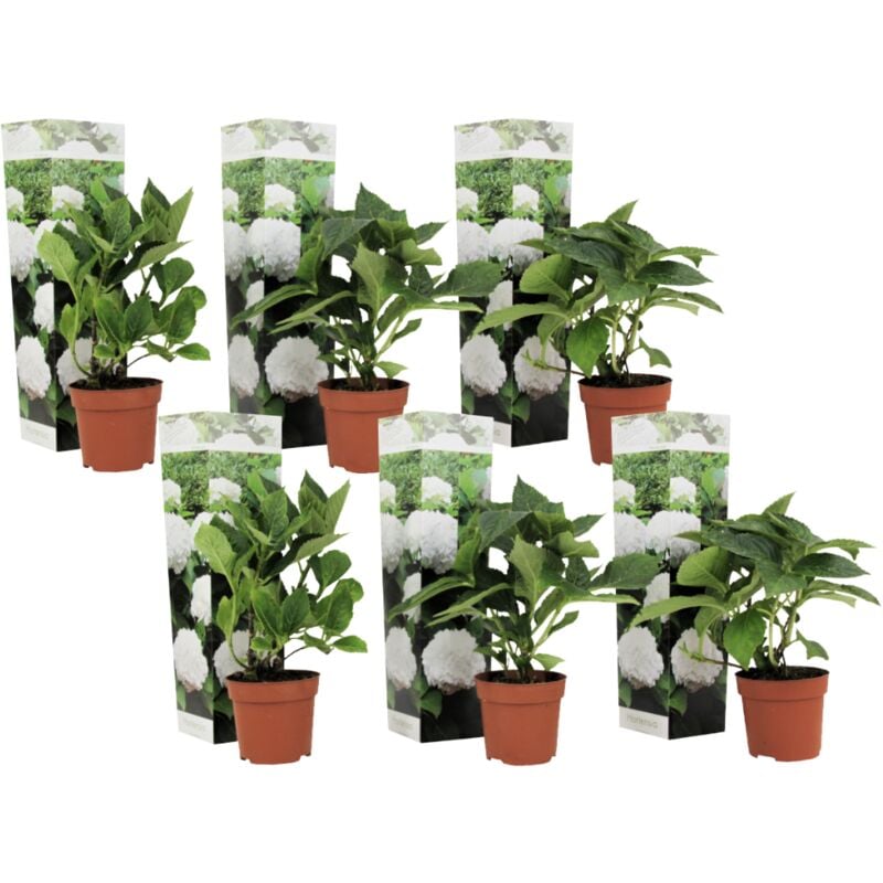 Plant In A Box - Hydrangea macrophylla - Blanc - Set de 6 - Hortensia - Pot 9cm - Hauteur 25-40cm - Blanc