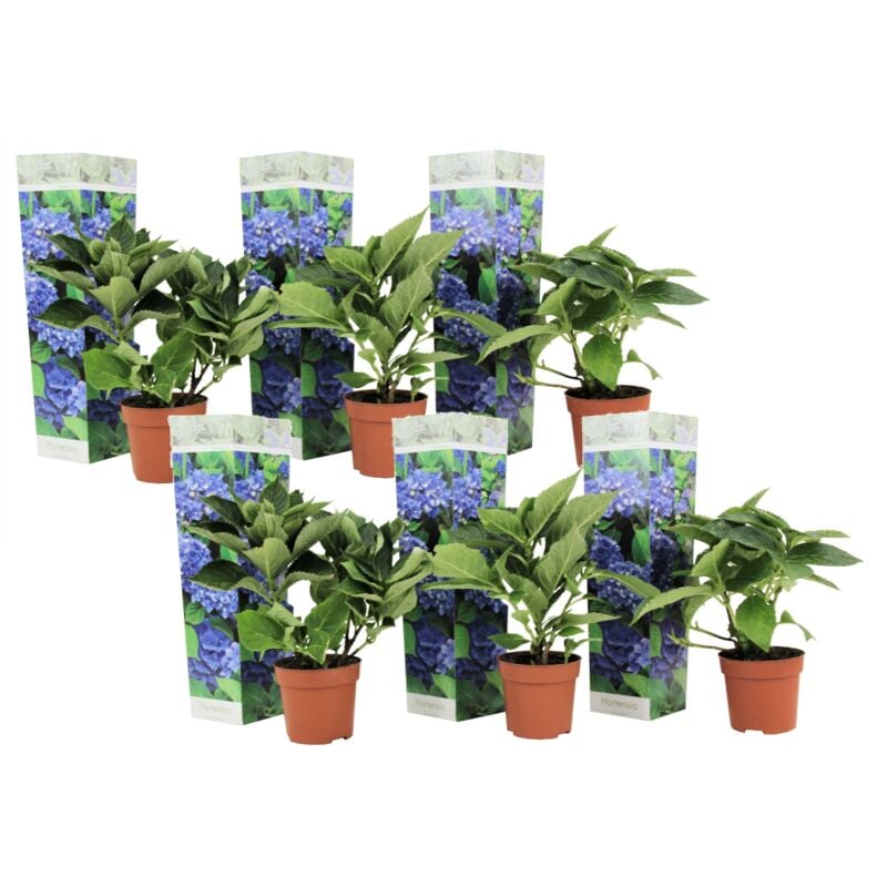 Plant In A Box - Hydrangea macrophylla - Bleu - Set de 6 - Hortensia - Pot 9cm - Hauteur 25-40cm - Bleu