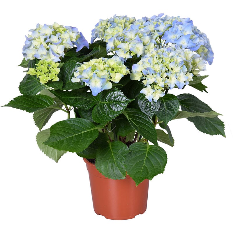 Bloomique - Hydrangea macrophylla 'Early Blue' – Hortensia – Arbuste - Rustique – ⌀14 cm - ↕30-40 cm