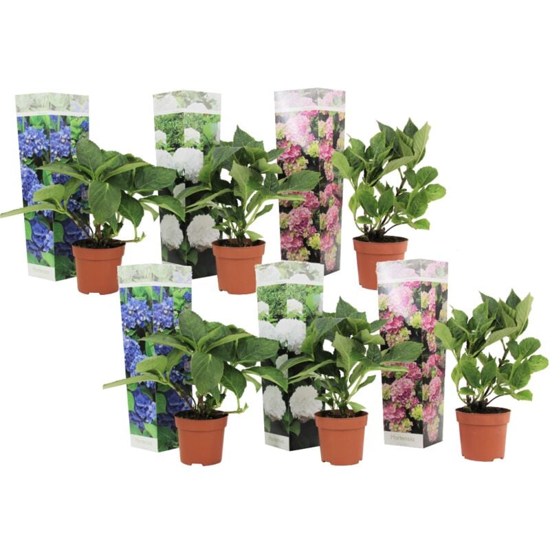 Plant In A Box - Hydrangea macrophylla - Mélange de 6 - Horentias - Pot 10.5cm - Hauteur 25-40cm - Bleu