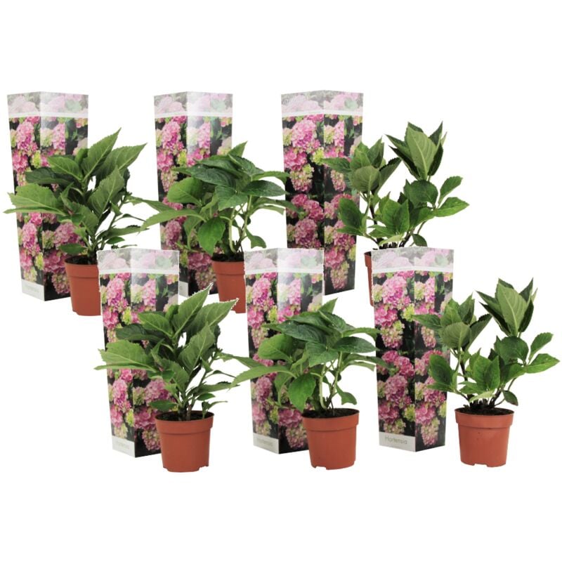 Plant In A Box - Hydrangea macrophylla - Rose - Set de 6 - Hortensia - Pot 9cm - Hauteur 25-40cm - Rose