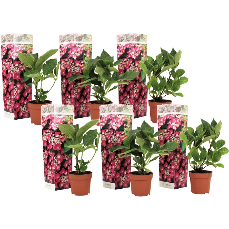 Plant In A Box - Hortensia 'Teller' hydrangea - Set de 6 - Rose - ⌀9cm - Hauteur 25-40cm - Rose