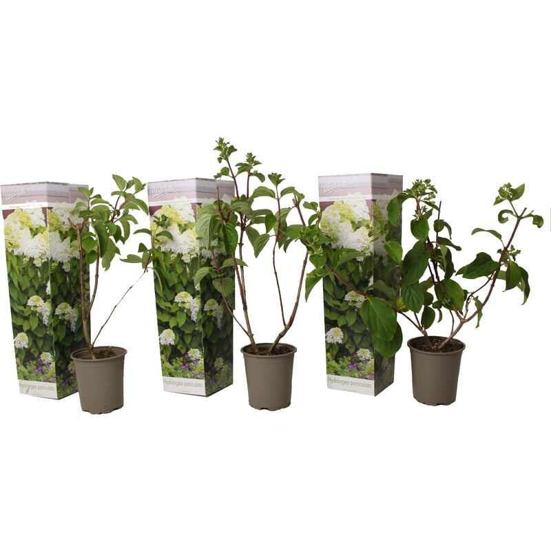 Plant In A Box - Hydrangea Paniculata Blanc - Set de 3 - Hortensia - Pot 9cm - Hauteur 25-40cm