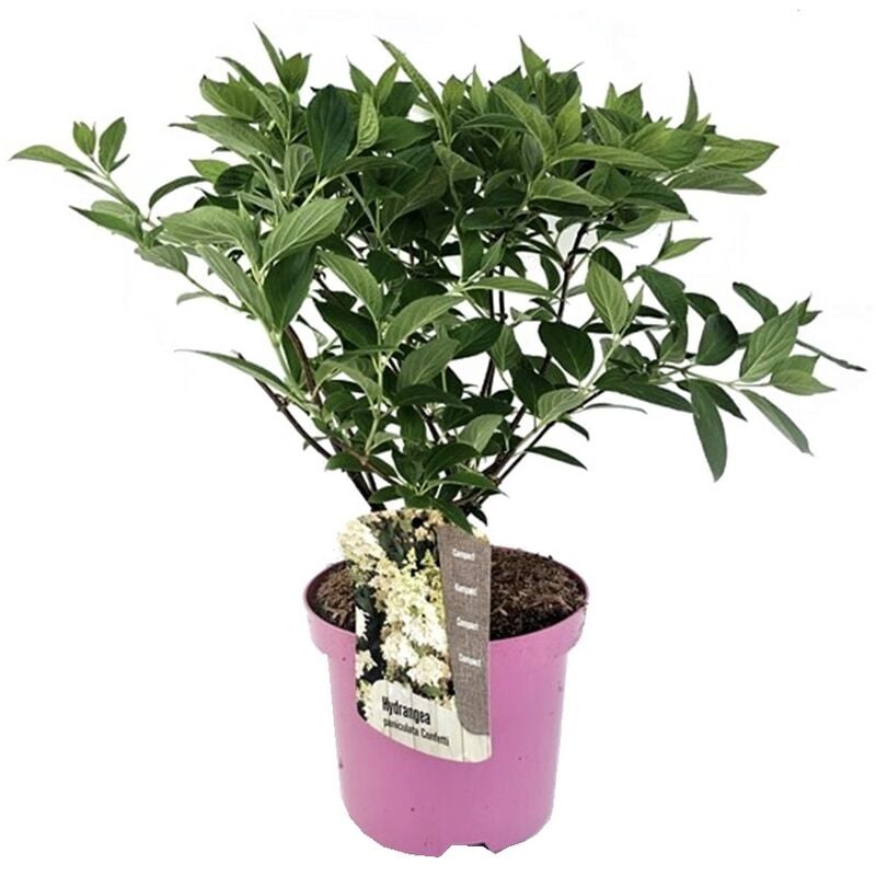 Plant In A Box - Hydrangea paniculata 'Confetti' - Hortensia - Pot 19cm - Hauteur 25-40cm - Rose