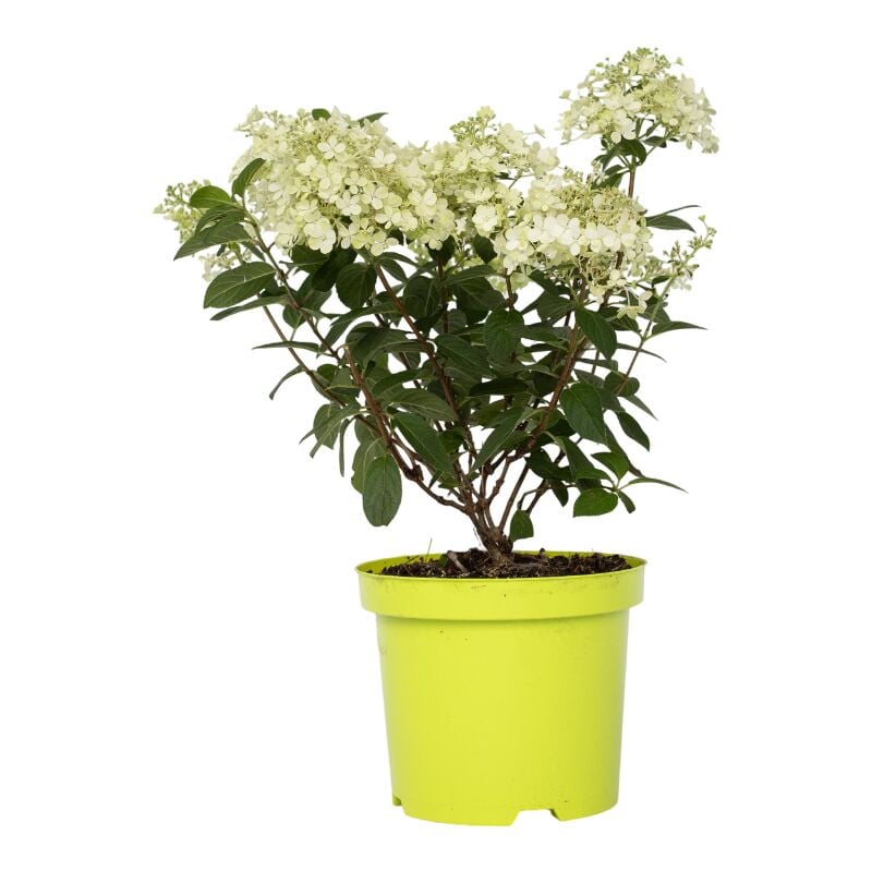 Plant In A Box - Hortensia - Hydrangea paniculata 'Bobo' - Hauteur 25-40cm - ⌀19cm
