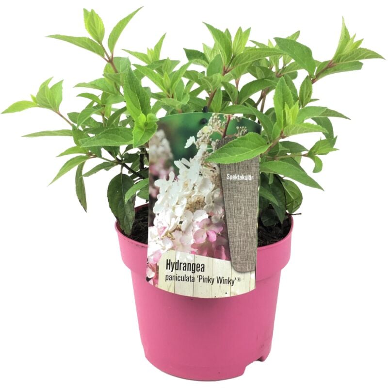 Hydrangea 'Pinky Winky' - Hortensia - Pot 19cm - Hauteur 25-40cm - Rose