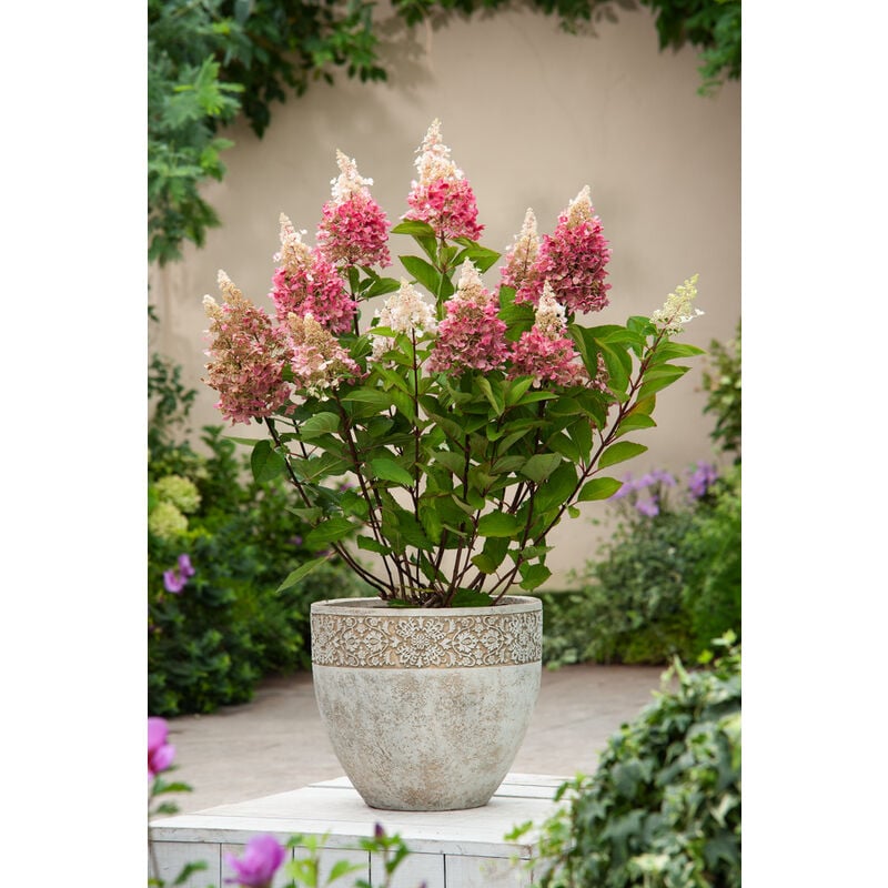 Plant In A Box - Hortensia 'Pinky Winky' - Set de 4 - Hydrangea - Pot 19cm - Hauteur 25-40cm - Rose