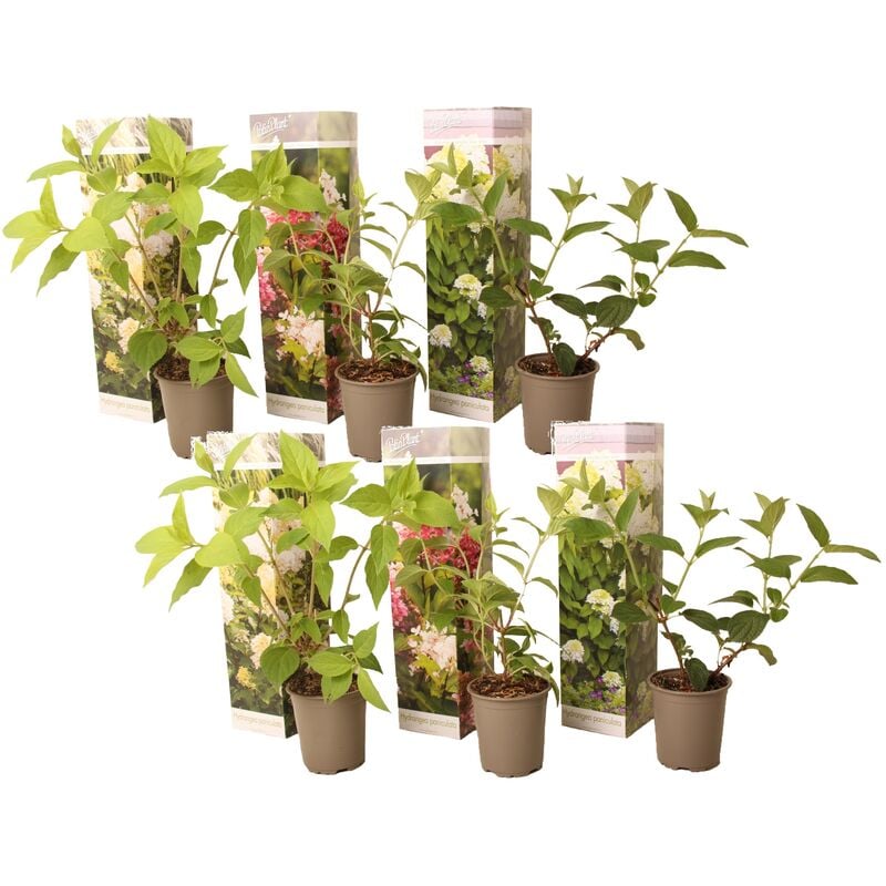 Plant In A Box - Hydrangea Paniculata - Mélange de 6 - Hortensia - Pot 9cm - Hauteur 25-35cm - Vert