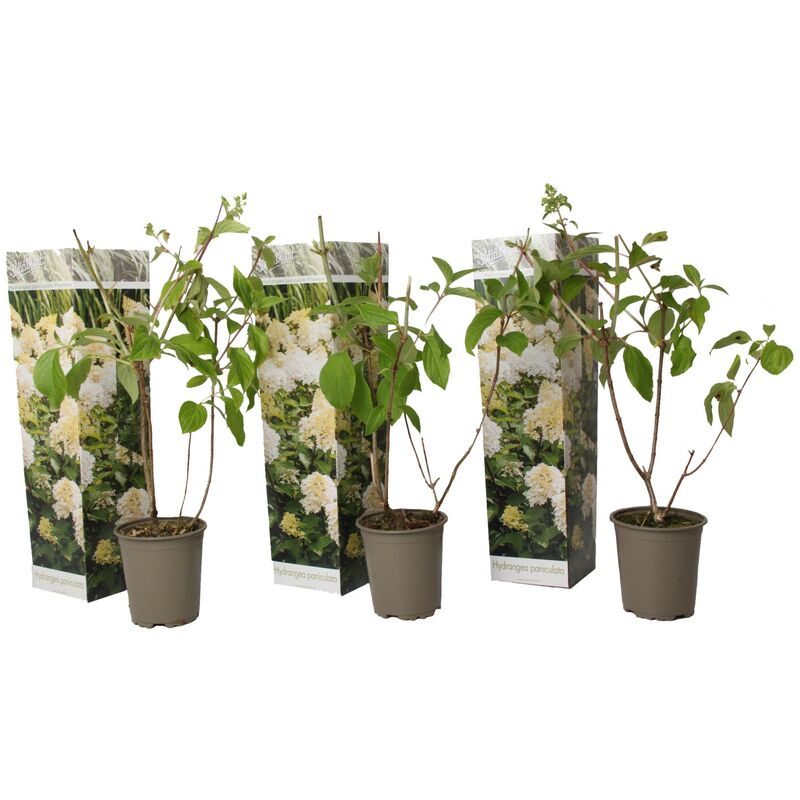 Plant In A Box - Hydrangea Paniculata Phantom - Hortensia - Set de 3 - Jardin - ⌀9cm - H25-40cm - Blanc