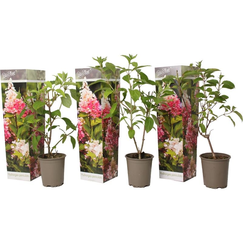 Plant In A Box - Hydrangea Paniculata Pink Lady - Hortensia - Set de 3 - Jardin - ⌀9cm - H25-40cm - Rose