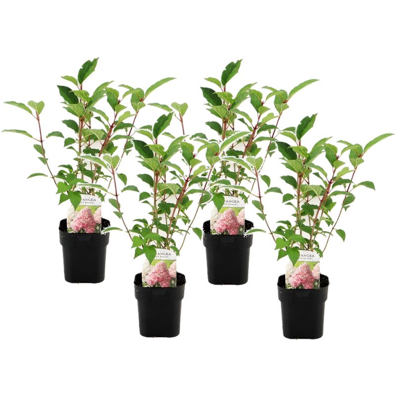 Plant In A Box - Hydrangea paniculata Vanille-Fraise - Hortensia - Set de 4 - ⌀17cm - H25-40cm - Rose