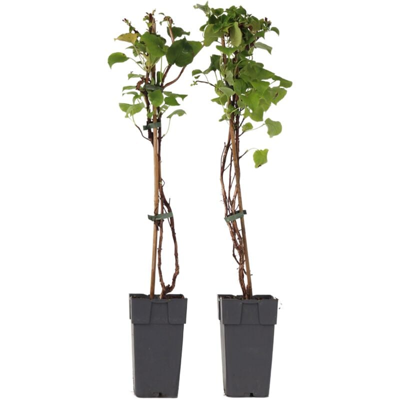 Hortensia - Set de 2 - Hydrangea anomale Petiolaris - Hauteur 60-70cm - ⌀15cm