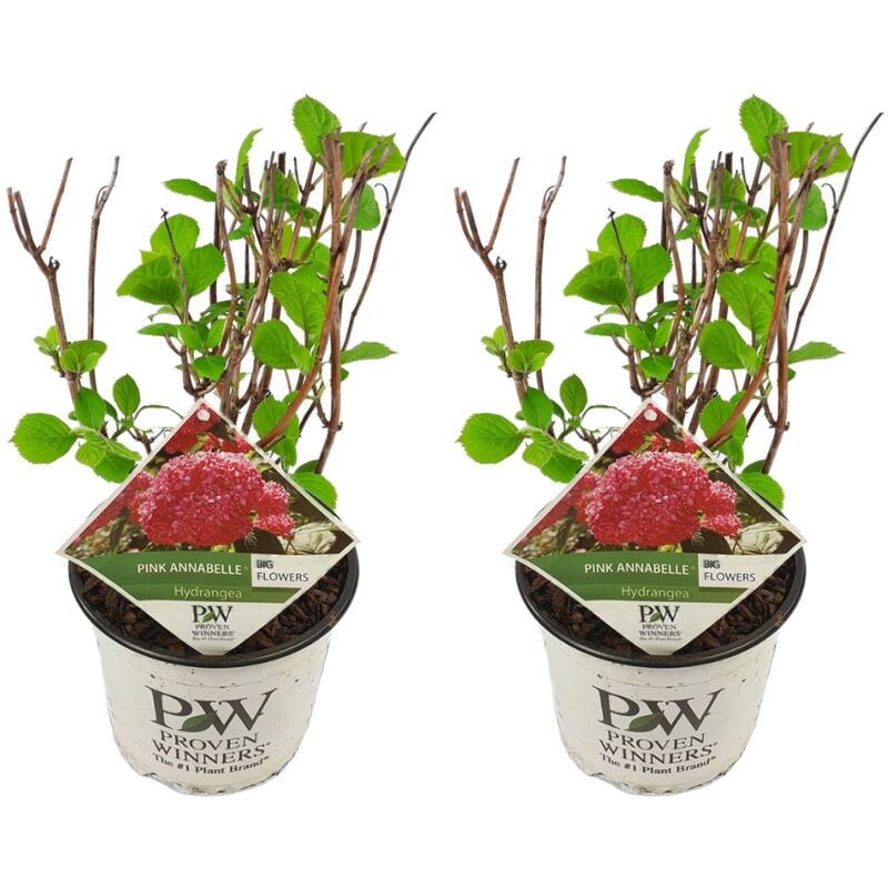 Plant In A Box - Hydrangea Pink Annabelle - Hortensia - 2 pcs - Rose - ⌀19 cm - Hauteur 40-50 cm - Rose