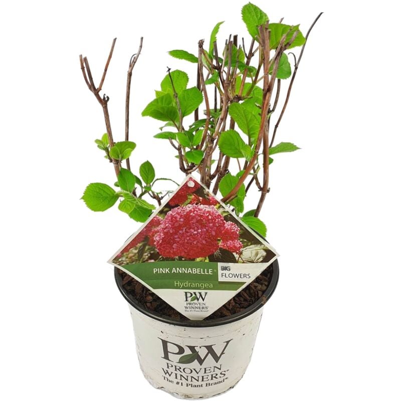 Plant In A Box - Hydrangea 'Pink Annabelle' - Hortensia - Rose - ⌀19 cm - Hauteur 40-50 cm - Rose
