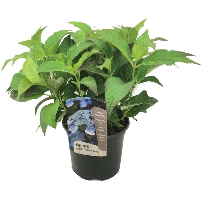 Plant In A Box - Hydrangea serrata 'Lueur d'été' - Hortensia - Pot de 19cm - Hauteur 25-40cm - Bleu