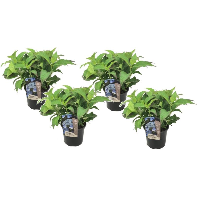 Plant In A Box - Hydrangea 'Lueur d'été' - Set de 4 - Hortensia - Pot de 19cm - Hauteur 25-40cm - Bleu