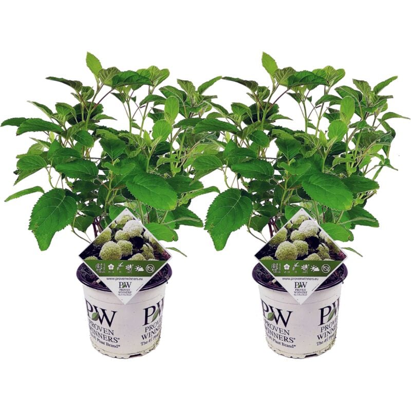 Plant In A Box - Hortensia Strong Annabelle - x2 - Hydrangea - Pot 19cm - Hauteur 30-40cm - Blanc