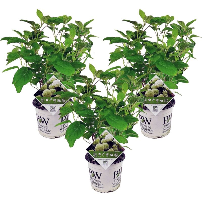 Plant In A Box - Hortensia Strong Annabelle - x3 - Hydrangea - Pot 19cm - Hauteur 30-40cm - Blanc