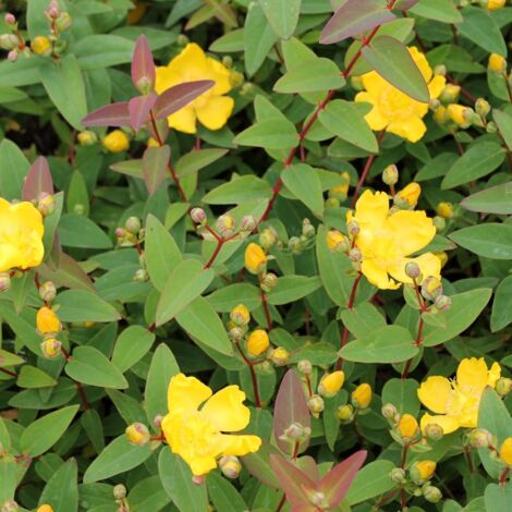 Hypericum hydcote plante en pot 18cm