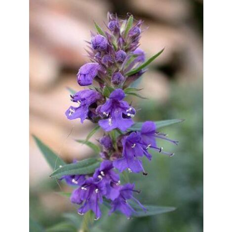 Hysope officinale Godet de 8/9 cm