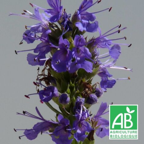 Hysope officinalis BIO/Godet