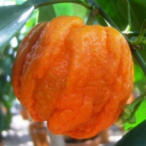 IANTA DI CITRUS ARANCIO CORRUGATO VASO 20CM foto reali h 80cm