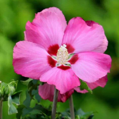 Ibisco cinese "Hibiscus syriacus Woodbridge" Ibiscus pianta in vaso  9 cm
