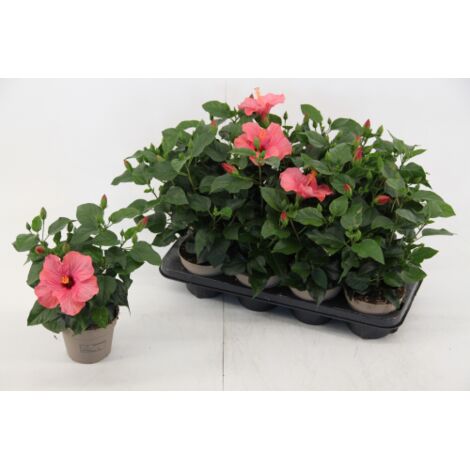 Ibisco della Cina "Hibiscus Rosa-Sinensis" Ibiscus pianta in vaso  9 cm COLORI CASUALI