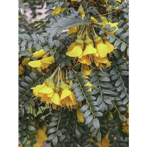 Idesia polycarpa Pot de 2L/3L