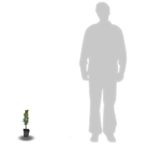 If commun baccata Fastigiata Aurea