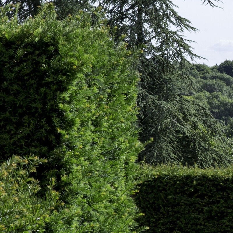 If fastigié Robusta/Pot de 3L