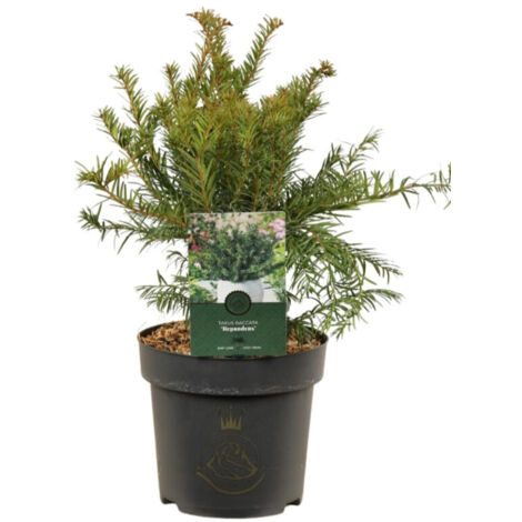 If commun Repandens - Taxus baccata Repandens 25/35cm Pot 2,5L
