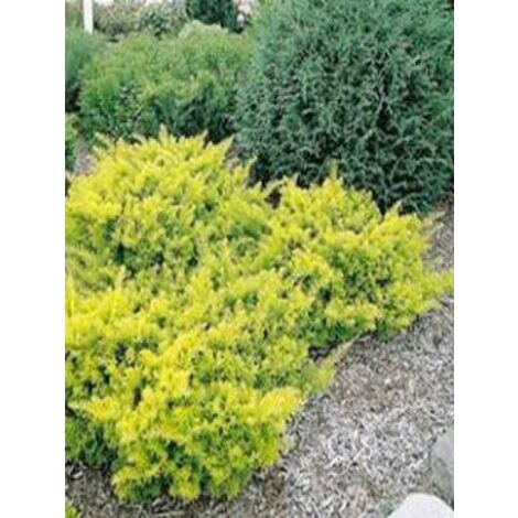 If commun 'Summergold' Pot de 2L/3L 30/40cm