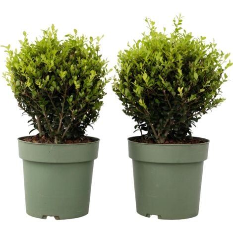 PLANT IN A BOX Ilex crenata forme boule - Houx japonais - lot de 2 - ⌀17cm - Hauteur 30-40cm