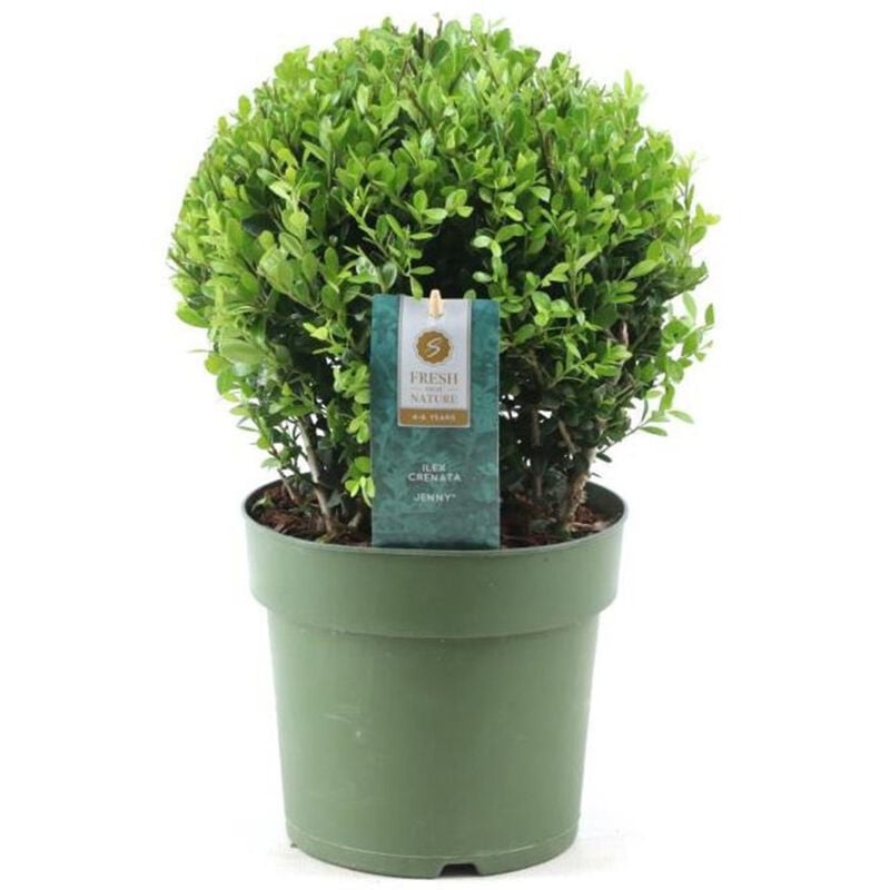 Ilex crenata forme boule - Houx japonais - Plante de jardin - ⌀17cm - H30-40cm - Blanc