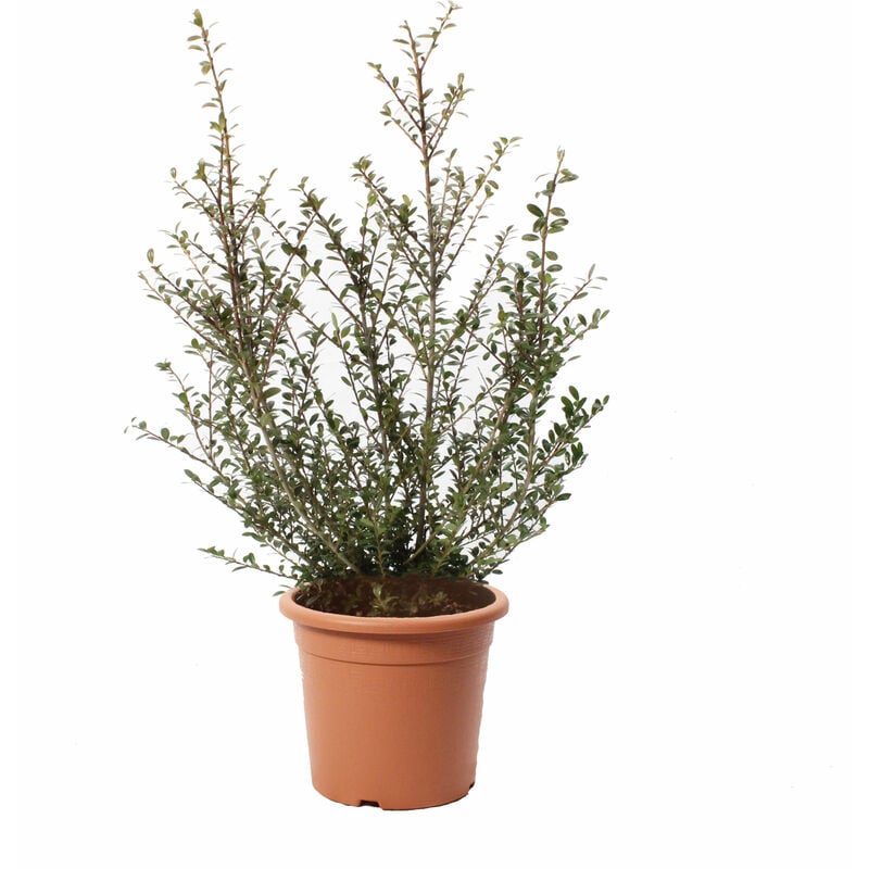 Ilex Crenata Glory Gem - Piante da Esterno Vere Resistenti al Freddo - h 40/50 cm Vaso ø 18 cm