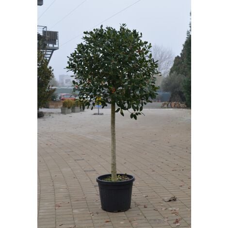 Alloro ad alberello in vaso 20 cm - AMDGarden