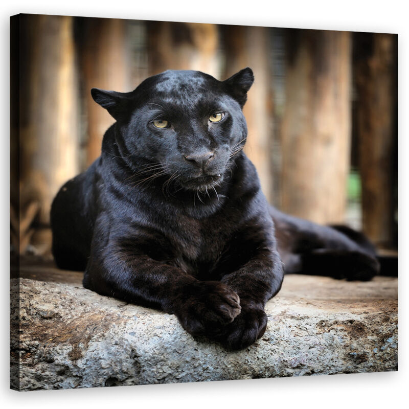 Image sur toile, Panthère Noire - 30x30