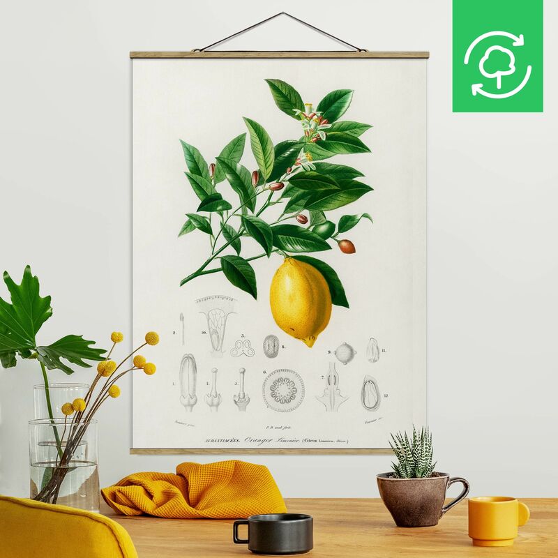 

Imagen de tela - Botany Vintage Illustration Of Lemon - Alto 4:3 Dimensión LxA: 133.5cm x 100cm